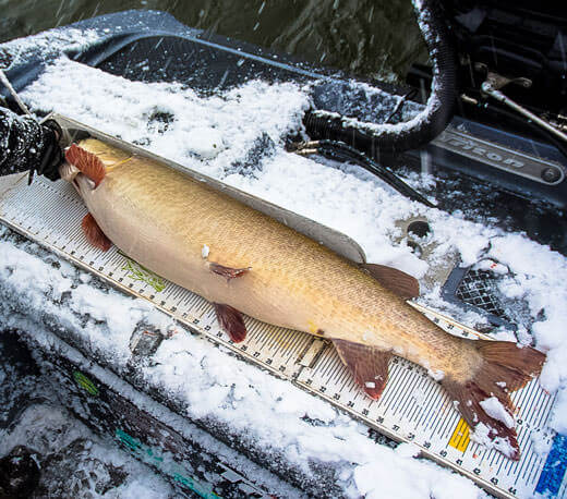 Cold Weather Fishing Tips - Winter Catch | MuskyChasers.com