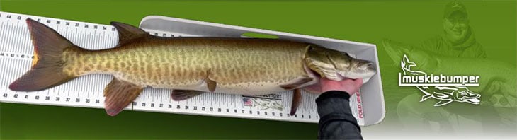 Muskie bumper 60 Fatboy Bump Board