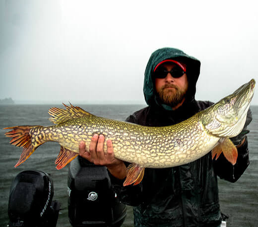 The Challenge of Musky Fishing - Musky Catch 4 - MuskyChasers.com