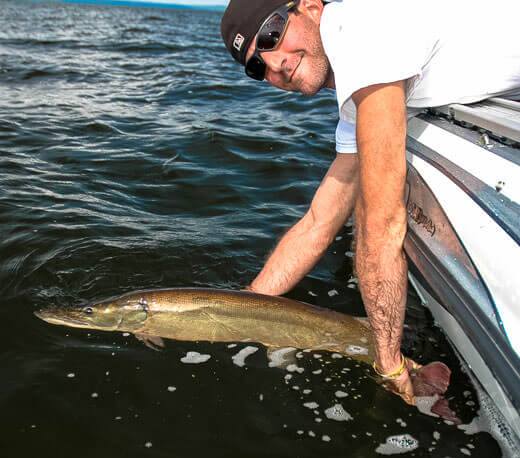 The Challenge of Musky Fishing - Musky Release - MuskyChasers.com