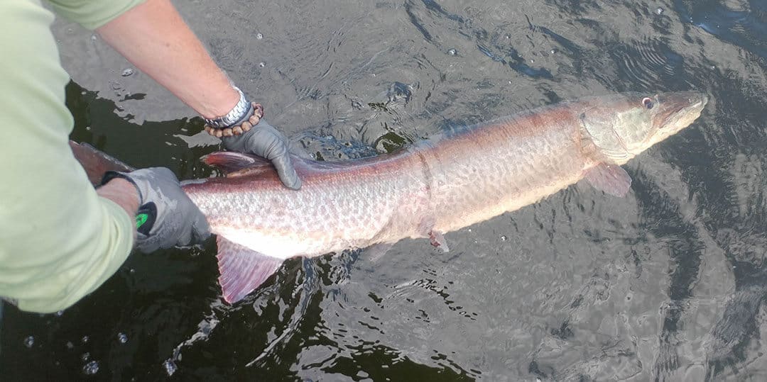 Muskie Release - Hot Water Musky Fishing - MuskyChasers.com